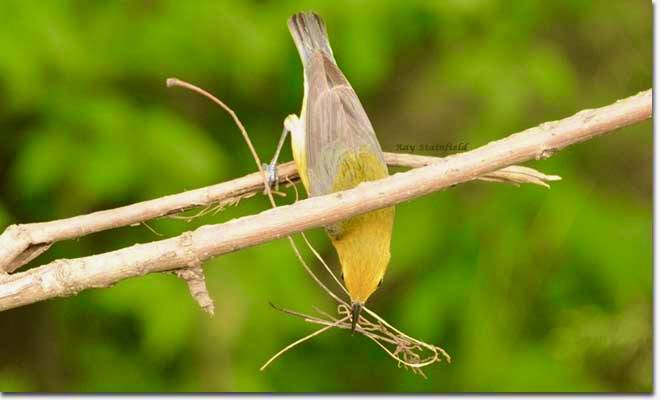 Kentucky Department of Fish and Wildlife Resources